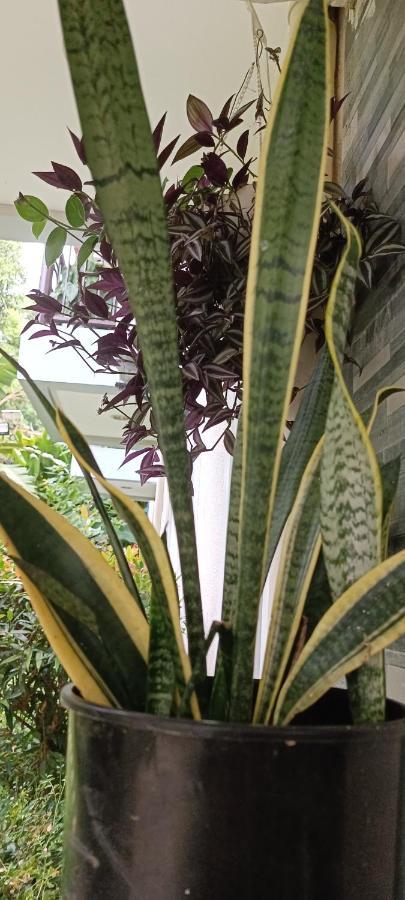 إل نيدو Layang Layang Home المظهر الخارجي الصورة